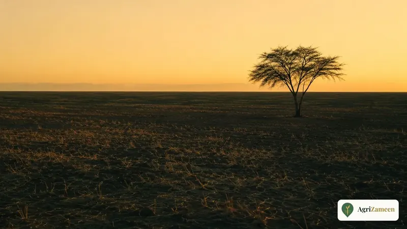 Open farmland with a lone tree at dawn