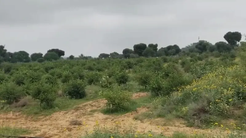 Scrub and young trees on farmland in the belt