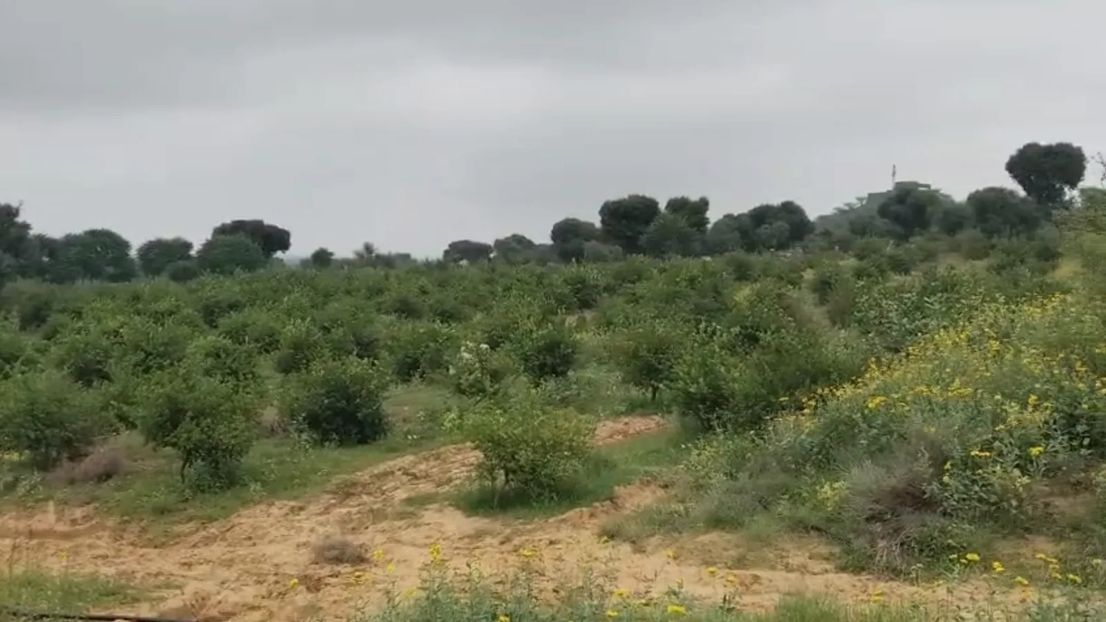 बेल्ट के खेत में बाग़ के नए पेड़