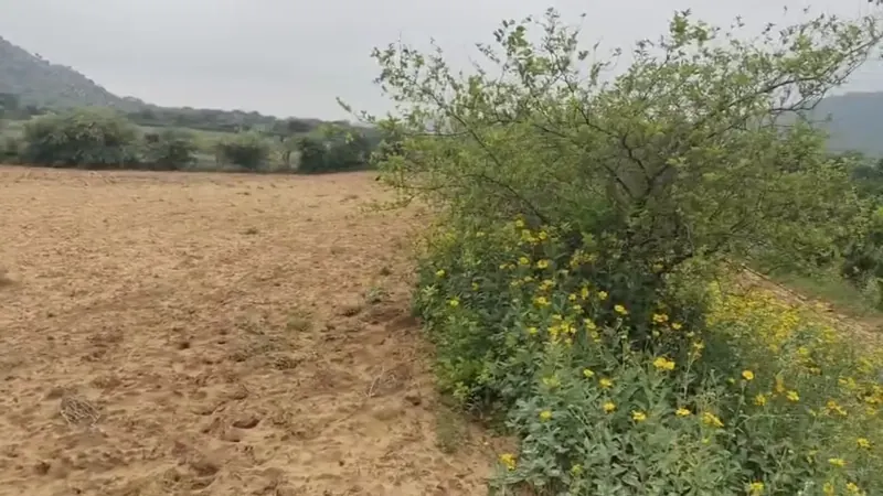 A field edge with flowering shrubs below hills