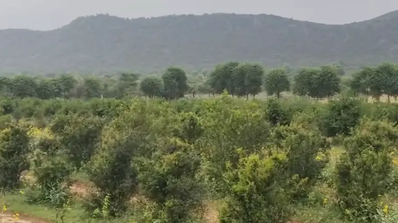 Orchard trees below low hills