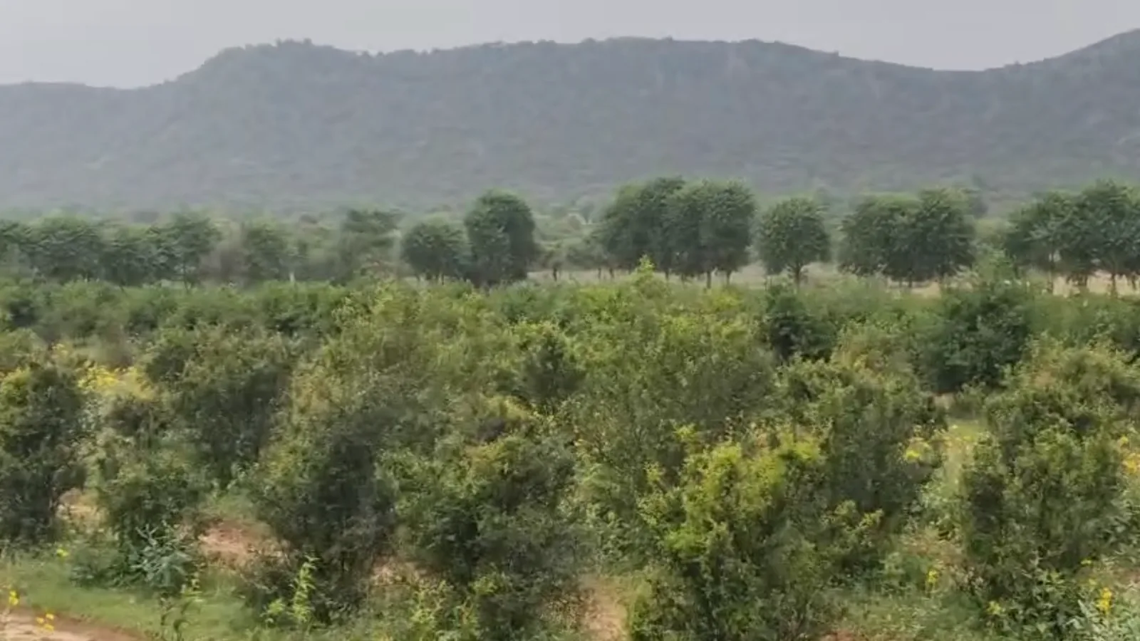 Orchards and farmland below low hills in the belt