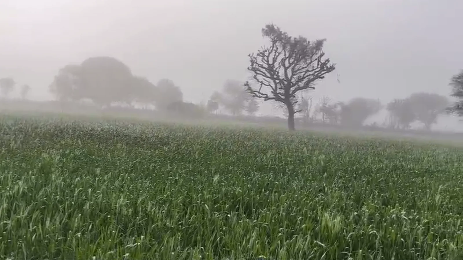 A green field with a khejri tree