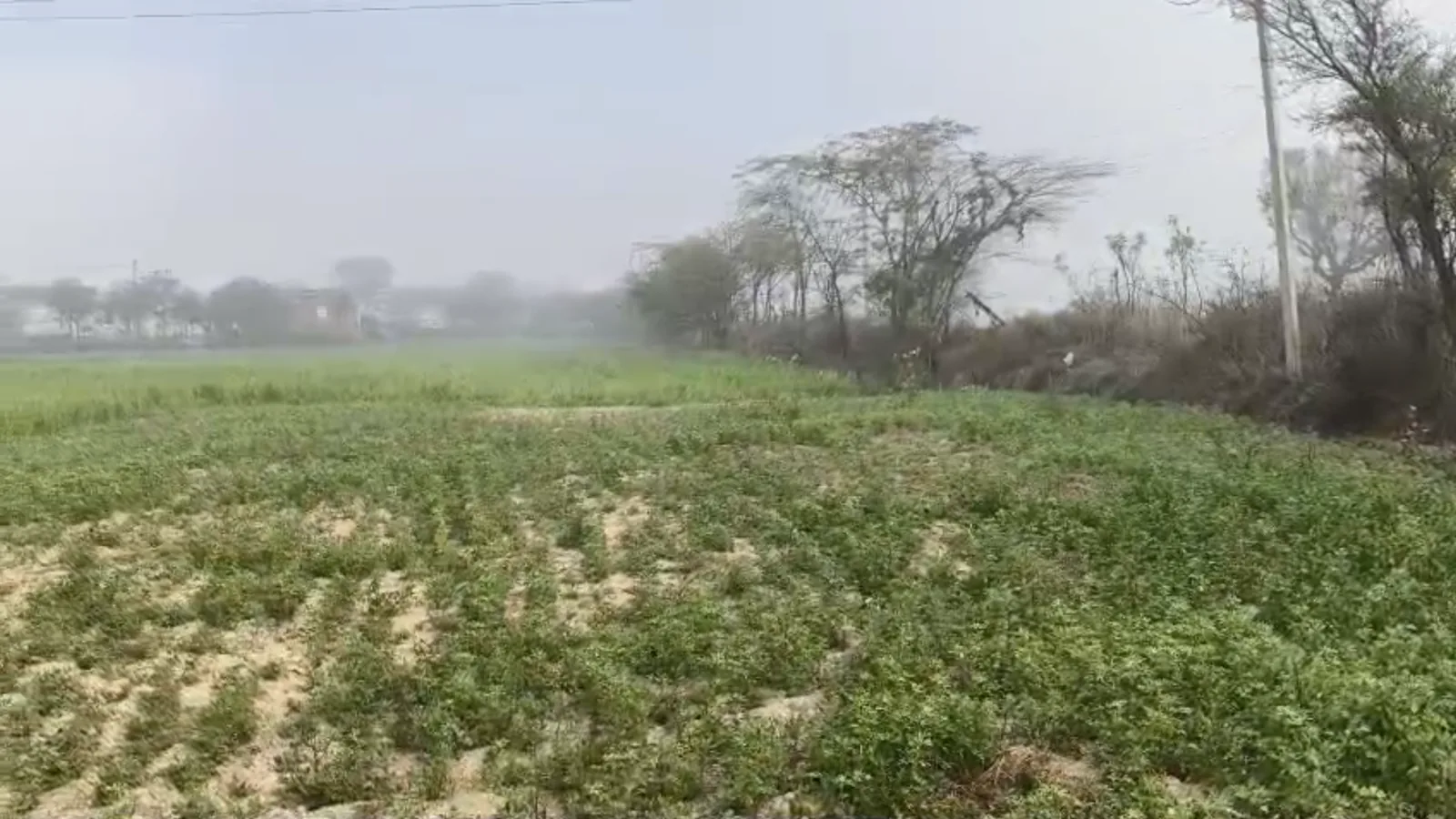 A wheat field on a hazy morning